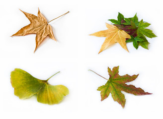 composition feuilles d'automne
