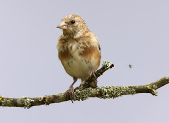 Portrait of a young Goldfinch