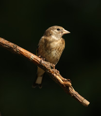 Portrait of a young Goldfinch