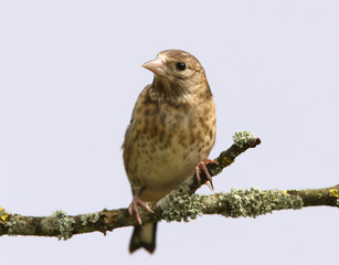 Portrait of a young Goldfinch