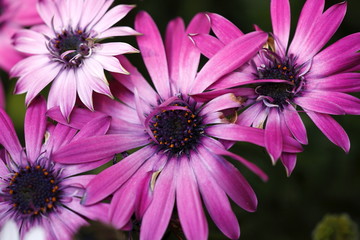 Obraz premium gerbera lilla