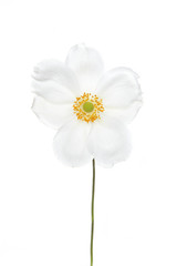 white anemone isolated