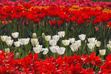 Weiße Tulpen im Licht - White tulips