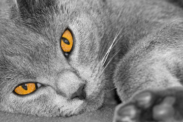 regard de felin