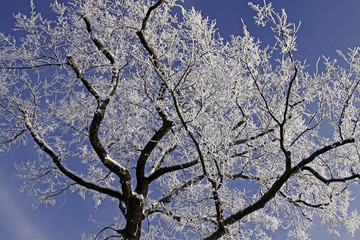 Baum mit Rauhreif im Winter, Deutschland - Tree with hoarfrost
