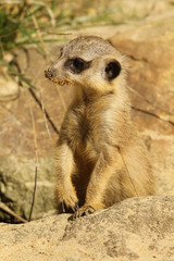 Little meerkat