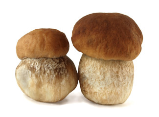 Boletus mushroom on a white background