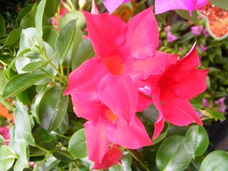 Obraz premium pink flowers