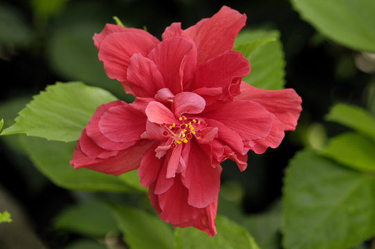 Close-up of a red hibiscus flower