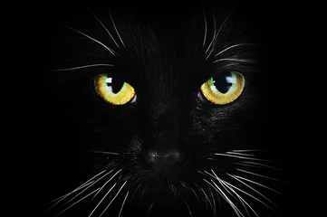 black cat