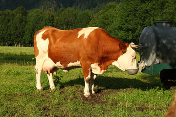 Fototapeta na wymiar Krowa z rogów jest wody pitnej - Kuh Horner trinken