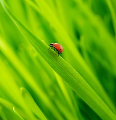 Ladybug on a fresh grass