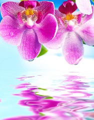 Beautiful orchid flowers reflected in water