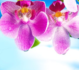 Naklejka na ściany i meble Beautiful orchid flowers