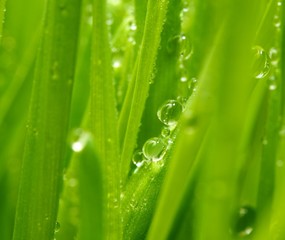 Fototapeta premium Fresh green grass with water drops on it