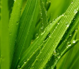 Fresh green grass with water drops on it