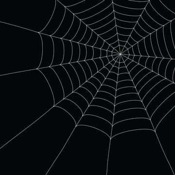 white spider web