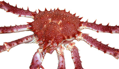 isolated crab