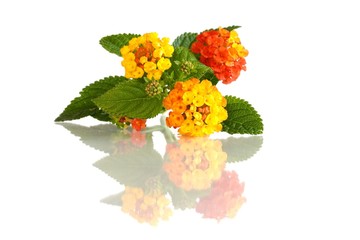 Lantana camara (Wandelröschen)
