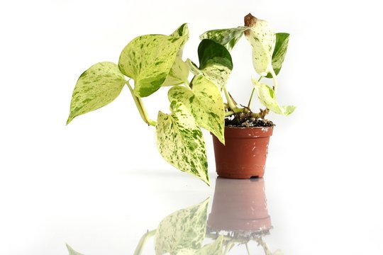 Efeutute / Epipremnum aureum