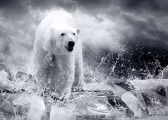 Küchenrückwand glas motiv Tieren White Polar Bear Hunter auf dem Eis in Wassertropfen.