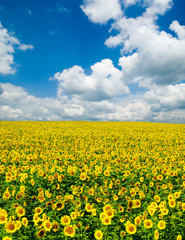 sunflower field