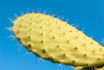 foglia a pala di fico d'india