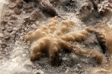 Surgelati
