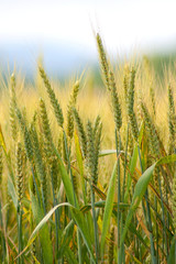 Growing Wheat Field