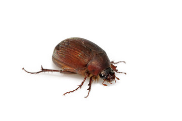 insects on a white background