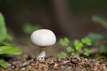 Pilz