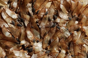 Semillas de pino