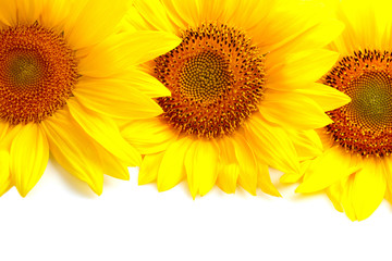 Three sunflowers with copyspase