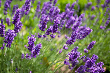 Fototapeta Lavendel Lavandula angustifolia obraz