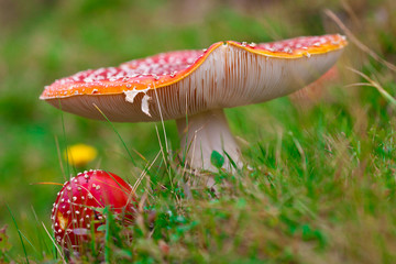 Fliegenpilze, amanita muscaria