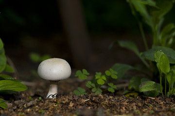 Pilz champignon