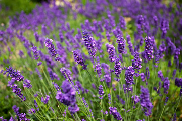 Obraz premium Lavendel Lavandula angustifolia