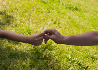 two hands exchanging a flower