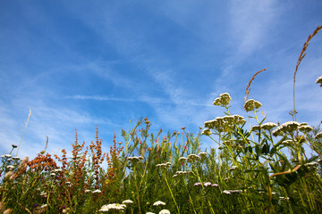 Obraz premium Wiese im Sommer