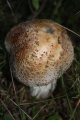 pilz im wald