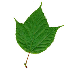 striped maple leaf