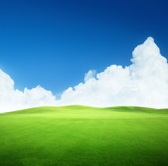 Fototapeta premium field of grass and perfect sky