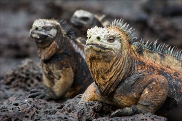 Obraz premium The marine iguana poses. 3
