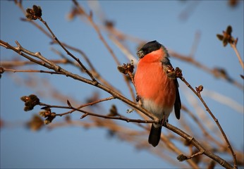 Bullfinch.