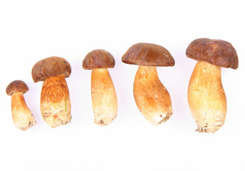 Xerocomus mushrooms of different size (from small to big)