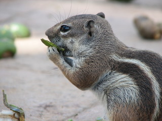 atlashörnchen beim fressen