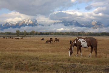 Horse and Tetons _MG_4496