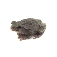 Cope's Grey Tree Frog