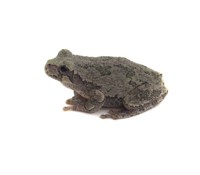 Cope's Grey Tree Frog