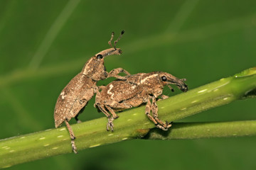 weevil